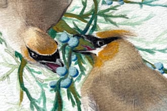 create scientifically accurate wildlife and nature illustrations