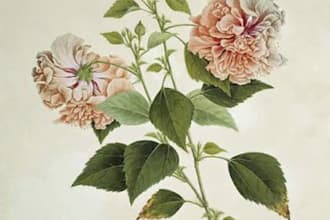 create amazing botanical art illustratio
