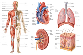 create clinical medical vector designs