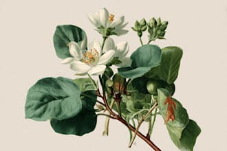 create detailed botanical line art engraving sketch for you