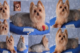 lifelike custom needle felted yorkshire terrier replica pet keepsake dog model