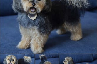 profesional dog replica yoksire