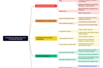 design professional mind maps and visual summaries