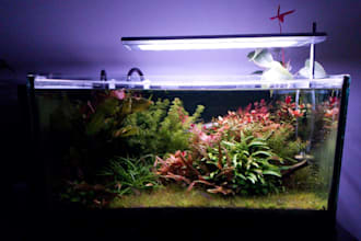 help with aquariums scape, parameters, stocking and more