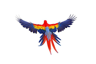 design a beautiful scarlet macaw parrot logo with feather artwork