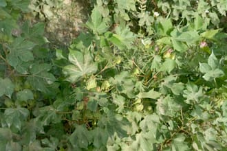 provide expert cotton cultivation and crop monitoring advice