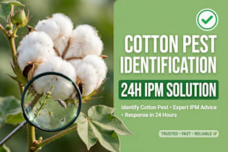 identify cotton pest and give ipm solution in 24 hours