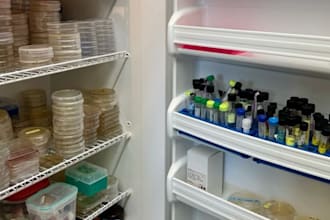 develop pharmaceutical formulations for tablets, capsules and liquids