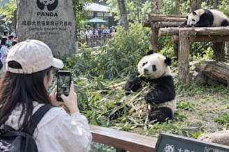 plan an authentic chengdu trip like a local