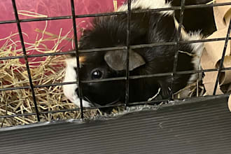 write a pet centric blog post