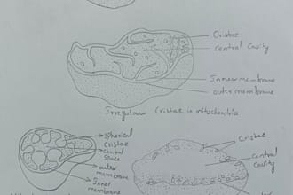 create aesthetic biology power point presentation and scientific diagrams