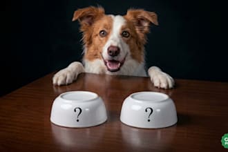 use my cute puppy to make decisions for you