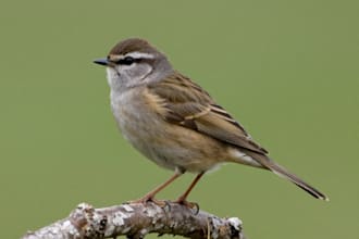 make a scientific illustration of bird or another animal