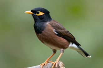 make a scientific illustration of bird or another animal