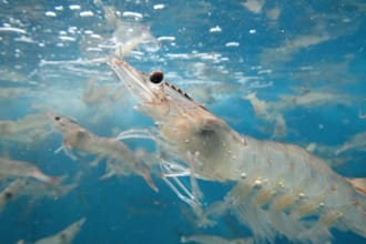 be your shrimp farm water quality consultant and analyst