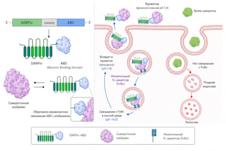 create scientific illustrations and graphical abstracts