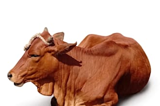 edit and retouch livestock and farm animal photos