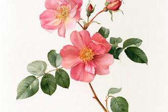 unique a watercolor botanical illustration of flower