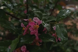 provide professional nature and flower photography