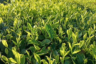 provide authentic photos of kertasari tea plantation
