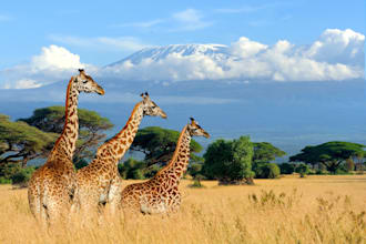 help you tour kenya
