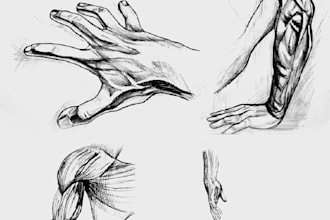 draw realistic human ecorche anatomy study for artists