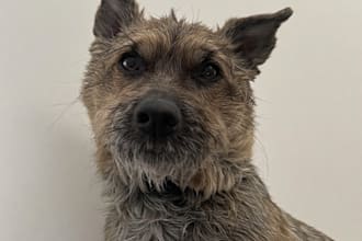 design custom pet portrait