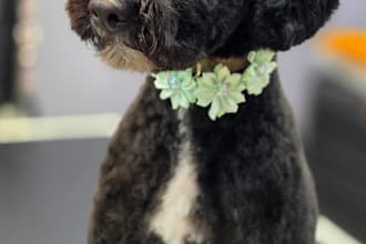 create a custom dog grooming care plan