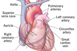 do online tutoring for making difficult medical knowledge into easy way