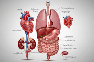 create anatomy, medical, and scientific illustrations