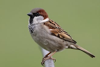 make a scientific illustration of bird or another animal