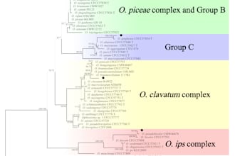 perform phylogenetic analysis for 16s rrna its and dna sequences