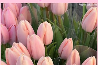 design aesthetic baby pink quote posts