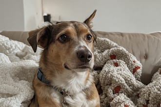 design custom pet portrait