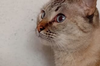 create cute cat photos and videos