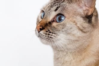 create cute cat photos and videos