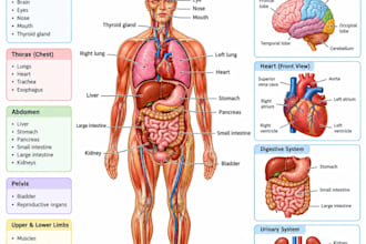 label anatomy, physiotherapy and medical diagrams professionally