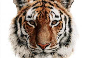 draw hyper realistic animals