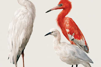 draw birds or animals in scientific illustration