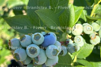 take authentic farm and orchard photos in serbia