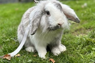 write about animal care and pet vlogs