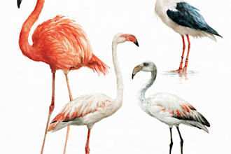 make a scientific illustration of bird or another animal