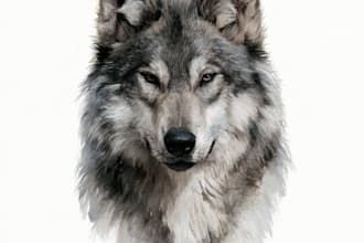 create realistic animal illustration