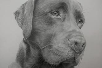 draw a detailed custom graphite portrait of your beloved pet or person