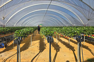 be your agronomy consultant for drip irrigation and greenhouse