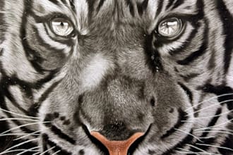 draw a realistic wildlife or animal portrait in charcoal
