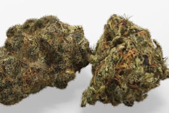 write professional cannabis, cbd, and hemp articles and blog posts