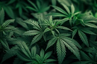 cbd promotion, advertise kratom products, weed, cannabis marijuana marketing