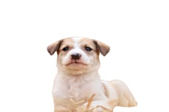 perform image cutout, background removal, and photo editing