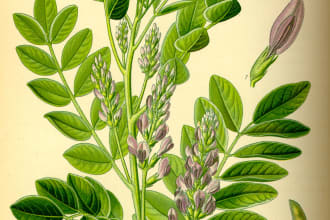 give you all the medicinal benefits of any herb